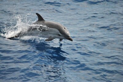 Genoa: Pelagos Sanctuary Whale Watching Cruise - The 4-Hour Flow: Genoa Porto Antico to the 1,500-Meter Zone