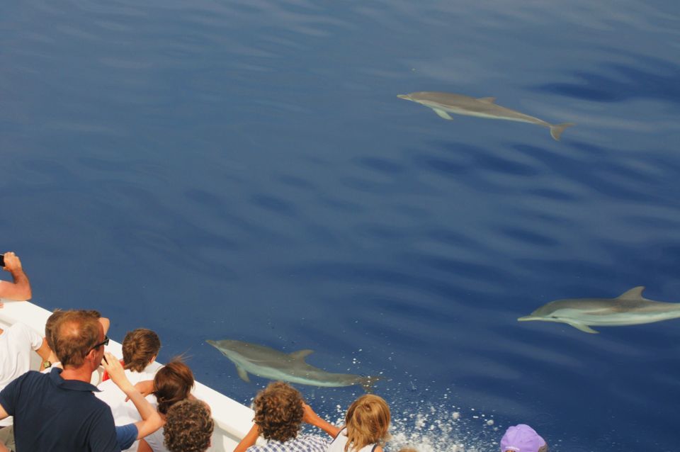 Genoa: Pelagos Sanctuary Whale Watching Cruise - Choosing the Best Day: Calm Seas, No Wind, and When the Odds Improve