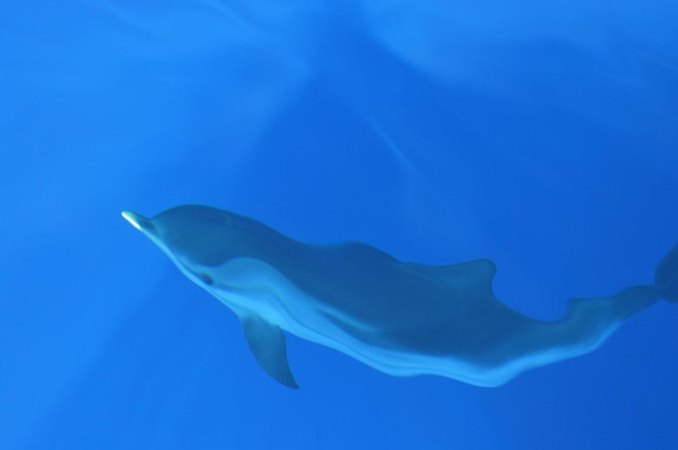 Genoa: Pelagos Sanctuary Whale Watching Cruise - Should You Book This Genoa Pelagos Whale Watching Cruise?