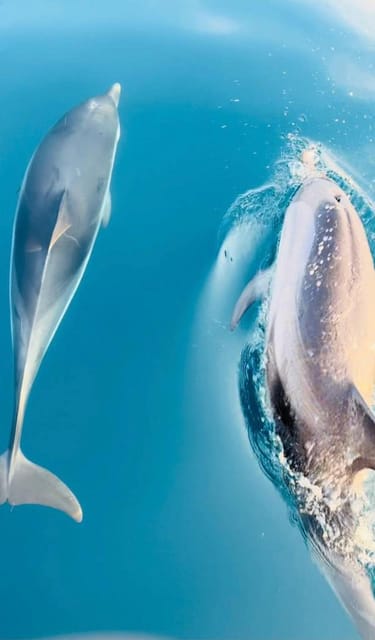 Giardini Naxos: Sunset Dolphin Watching Cruise with Aperitif - Key highlights to know before you go