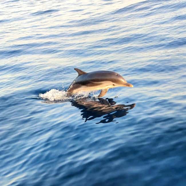 Giardini Naxos: Sunset Dolphin Watching Cruise with Aperitif - Why This Sunset Dolphin Cruise Works in Giardini Naxos and Taormina