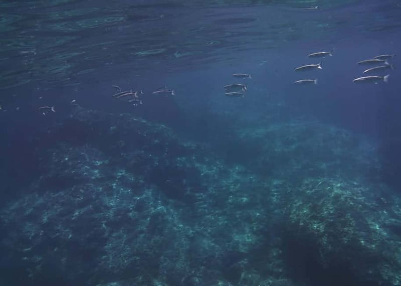 Giardini Naxos Taormina: Dolphin Watching Sunset Tour - Cave of Love and the Blue Cave: iconic stops that look better up close