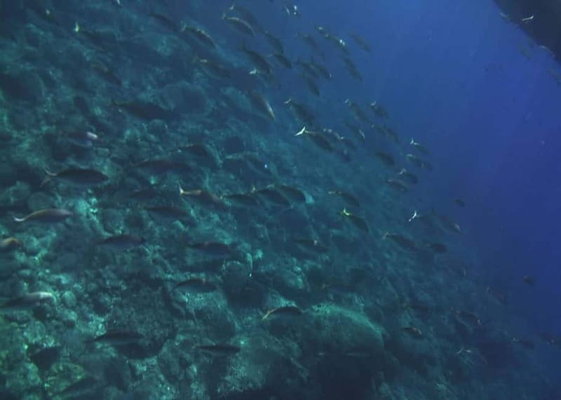 Giardini Naxos Taormina: Dolphin Watching Sunset Tour - Dolphin watching at dusk: the thrill and the realistic part