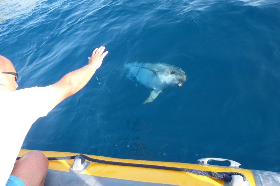 Golfo Aranci: Dolphin Watching and Snorkeling Boat Tour - Should You Book the Golfo Aranci Dolphin Watching and Snorkeling Tour?