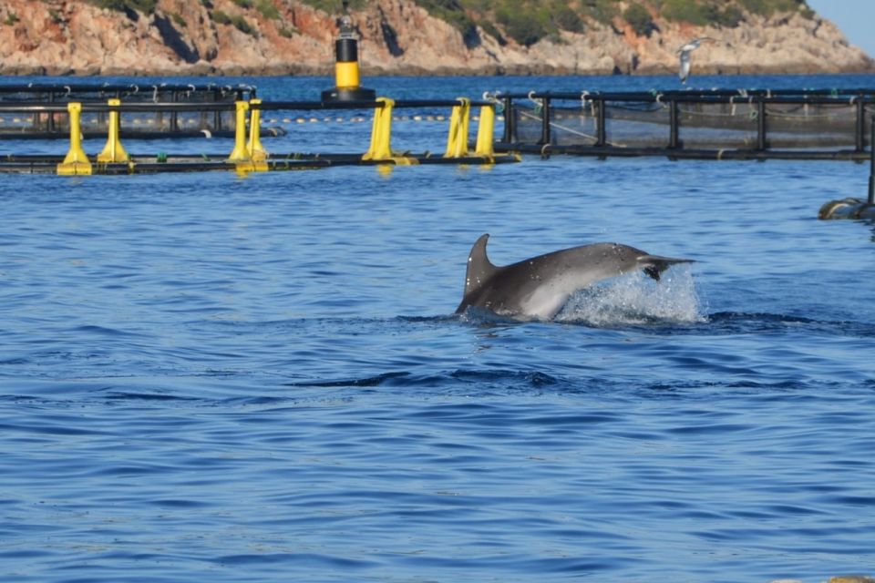 Golfo Aranci: Dolphin Watching and Snorkeling Boat Tour - FAQ