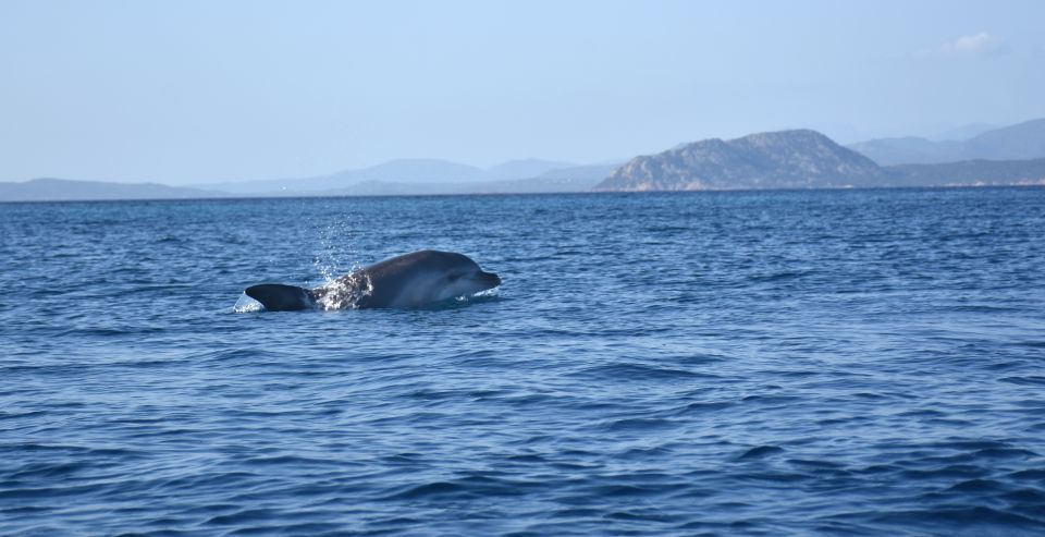 Golfo Aranci: Kayak Tour with Dolphins and Aperitif - Practical tips so your trip runs smoothly
