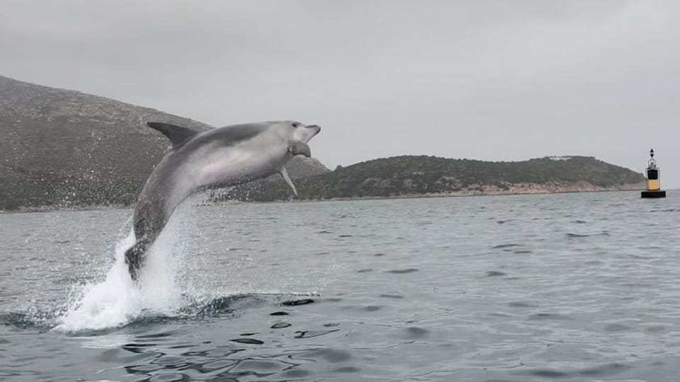 Golfo Aranci: Small group Kayak tour with Aperitif &dolphins - What to pack: the simple kit that keeps you comfortable