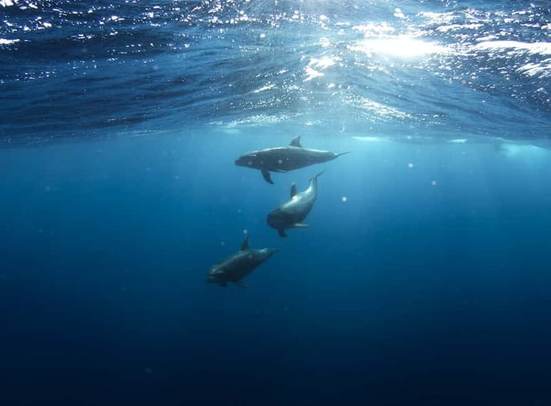 Golfo Aranci: Tavolara and Molara Snorkeling Dinghy Tour - The practical snorkeling gear and what you should bring