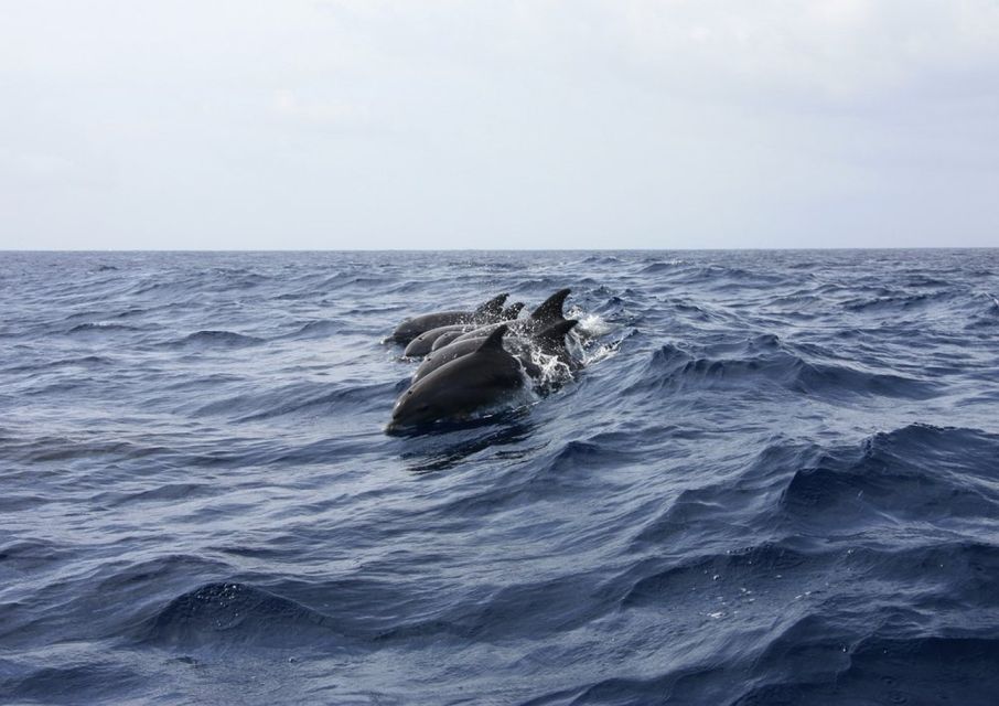 Golfo Aranci: Tavolara and Molara Snorkeling Dinghy Tour - Price and value: does $79.30 actually make sense?
