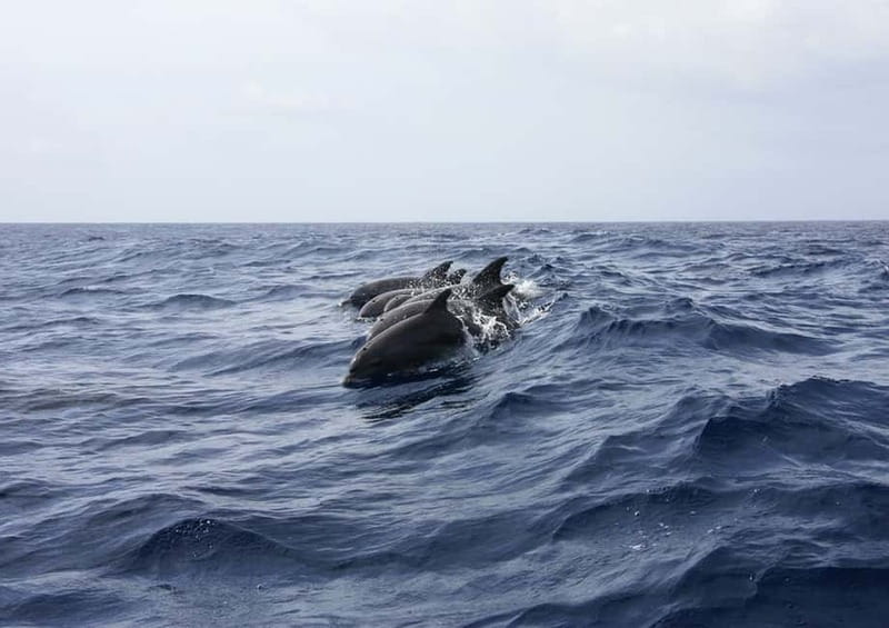 Golfo Aranci: Tavolara and Molara Snorkeling Dinghy Tour - Small details that affect your comfort on the day