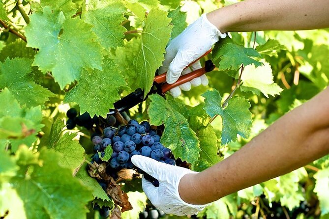 Guided E-Bike Tour with Wine Tasting from Lucca - From the Walls to the Vineyard: Countryside Cycling Outside Lucca