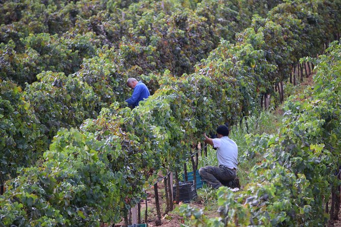 Guided Wine and Olive oil tasting - Why Porto Conte Natural Reserve Makes This Tasting Feel Different