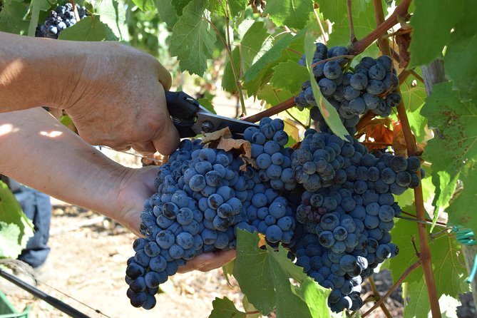 Guided Wine and Olive oil tasting - Inside the Tasting Room: How the Hour Actually Unfolds