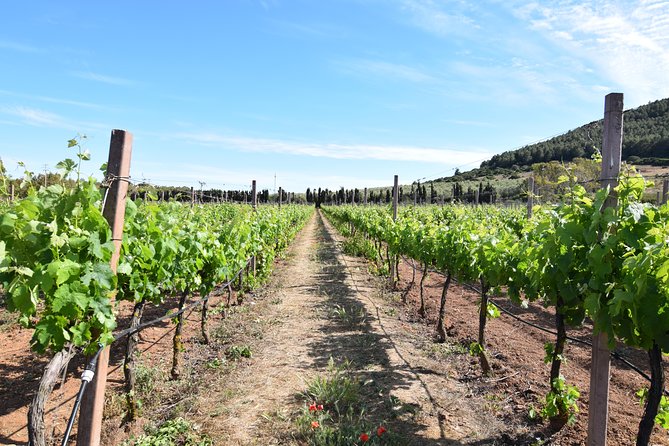 Guided Wine and Olive oil tasting - Wines, Pecorino, Sausage: The Pairing Logic You’ll Notice