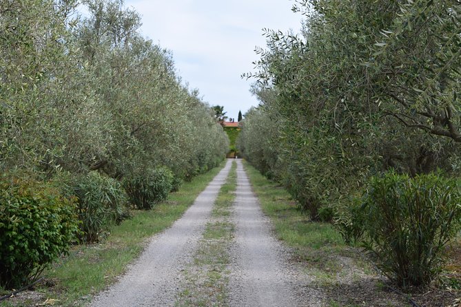 Guided Wine and Olive oil tasting - Learning the Territory: Native Grapes and Olive Trees in Plain English