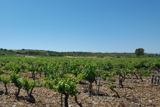 Half-Day Small-Group Wine Experience with Wine Expert from Cagliari - The Tasting Spread: Sardinian Wine Meets Local Food