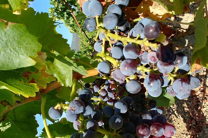 Half-Day Small-Group Wine Experience with Wine Expert from Cagliari - Small-Group Pacing: Making 4 Hours Feel Like More