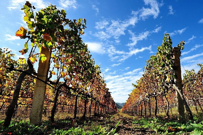 Half-Day Small-Group Wine Experience with Wine Expert from Cagliari - Price and Value: Is $108.84 Worth It?