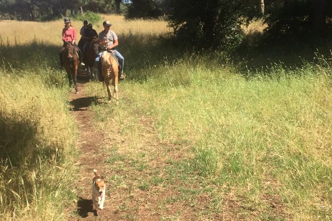 Horse Sanctuary & Trail Ride in Ostia Antica - Horse Sanctuary Near Ostia Antica: why this ride feels personal