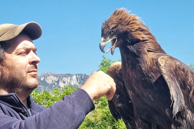 Interactive Educational Course on Birds of Prey - Key highlights you’ll care about