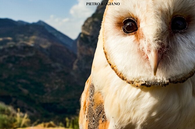 Interactive Educational Course on Birds of Prey - What this 3-hour birds of prey course is really like