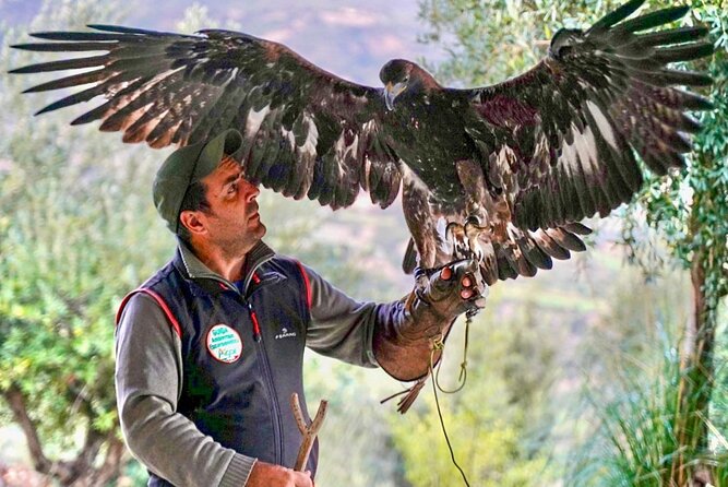 Interactive Educational Course on Birds of Prey - Step 2: the short 300–400 m walk and interactive raptor time