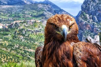 Interactive Educational Course on Birds of Prey - Step 1: a gentle start with respect, falconeria, and the rules of contact