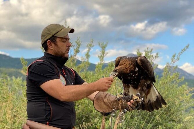 Interactive Educational Course on Birds of Prey - Step 3: the Abel encounter with l’Aquila Reale (the closing moment)