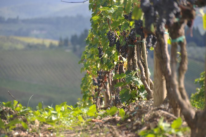 It's Wine Time! 2 wineries & farm-to-table lunch—max 8 pp - Farm-to-table Tuscan lunch: where the pacing changes