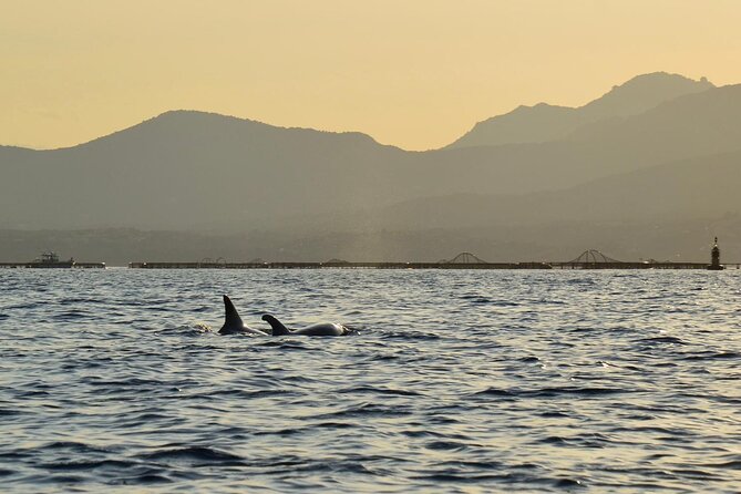 Kayak tour with aperitif and dolphins - Figarolo Island Aperitif and the Dolphin-Watching Loop