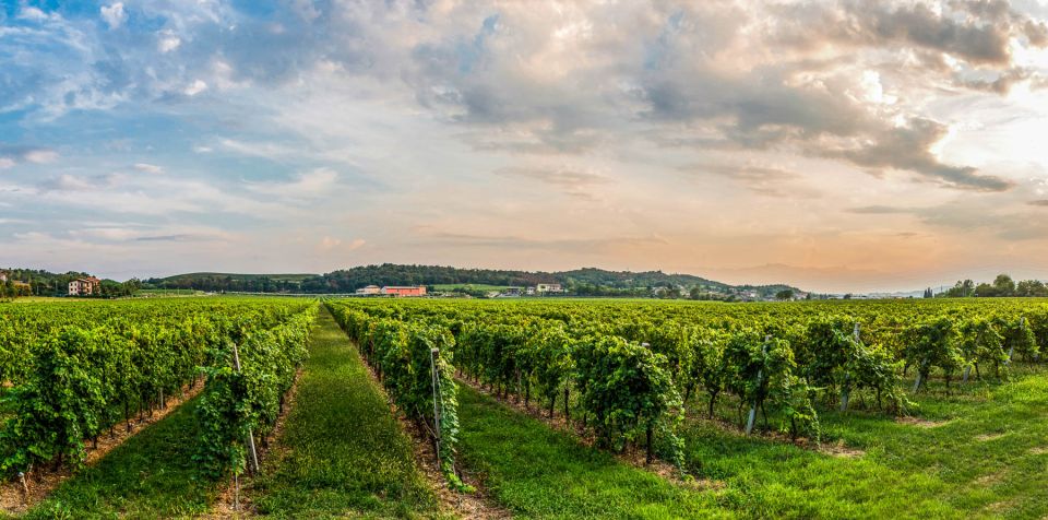 Lake Garda: Garda Hills Wine Tour and Tasting - What You Do in This 2-Hour Garda Hills Wine Tour