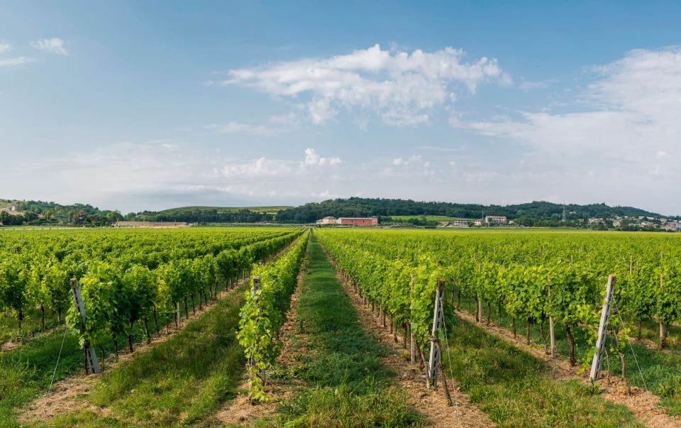 Lake Garda: Garda Hills Wine Tour and Tasting - Tasting Estate Wines With Cold Cuts, Cheese, Bruschetta, and Olive Oil