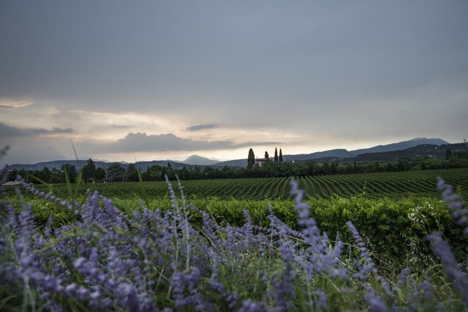 Lake Garda: Wine Tour and Tasting Experience in Bardolino - Should you book the Lake Garda wine tour at Tenuta La Cà?