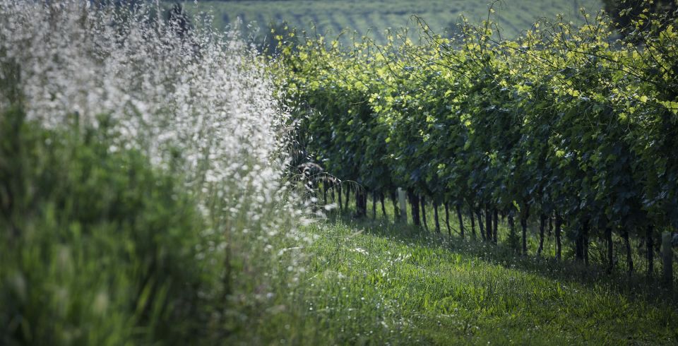 Lake Garda: Wine Tour and Tasting Experience in Bardolino - Who this tour is best for (and who should skip it)