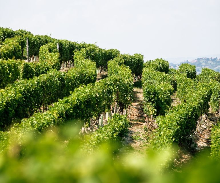 Langhe & Monferrato: Vineyard Tour and Wine Tasting - Food included: the tasting won’t leave you flat