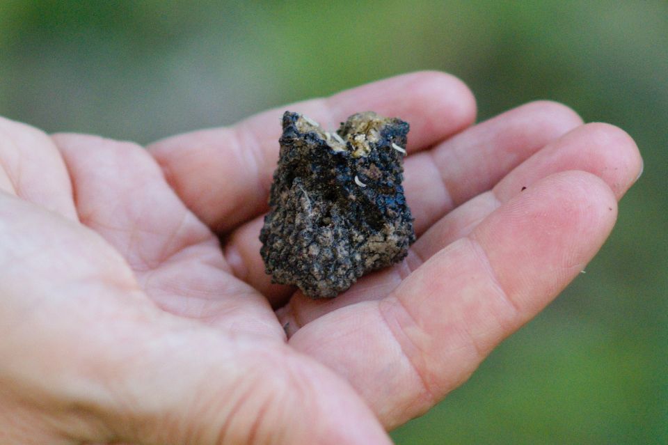 Langhe: Truffle Hunting Experience - Key things to know before you go