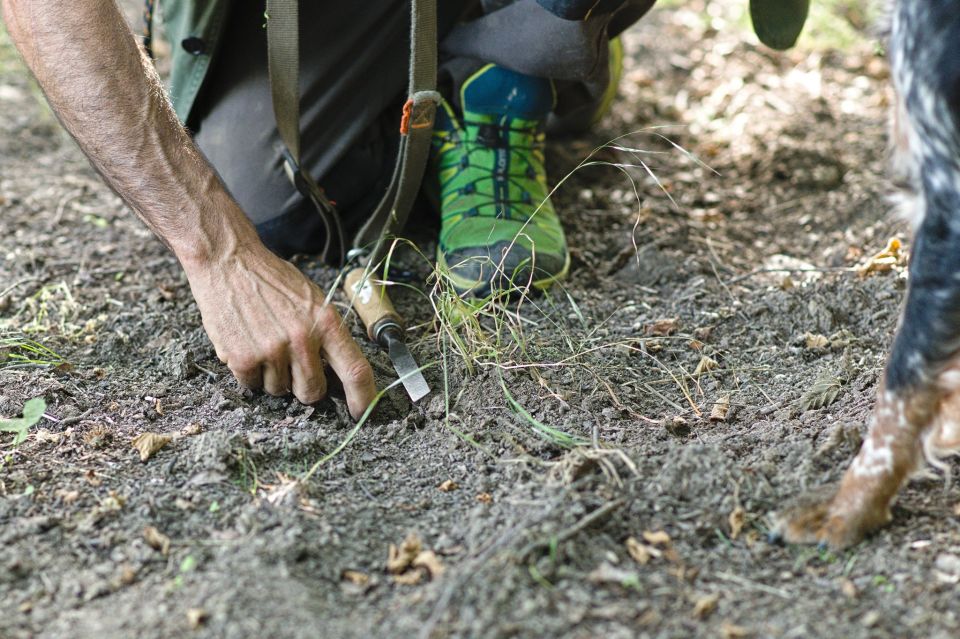 Langhe: Truffle Hunting Experience - The Trifolao and the Dog: How the Search Works in Real Life
