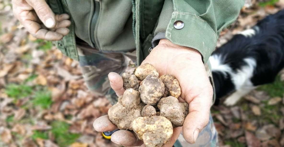 Langhe: Truffle Hunting Experience - Black vs White Truffles: The Differences You’ll Actually Notice