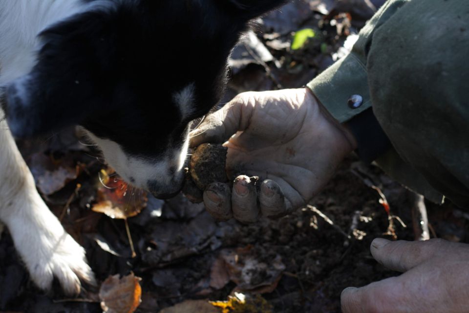 Langhe: Truffle Hunting Experience - What the Winery Stop Adds (And How the Wine Tasting Works)