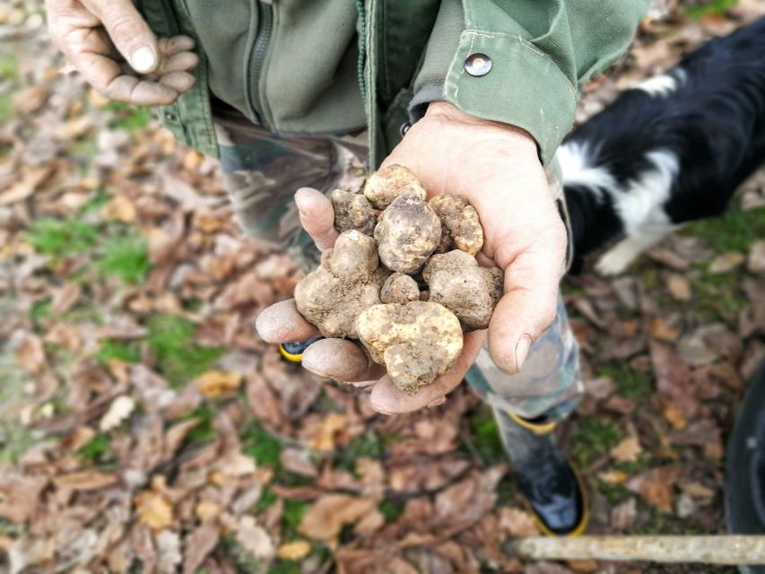 Langhe: Truffle Hunting Experience - Price and Value: Why $94 Can Feel Fair—or Not