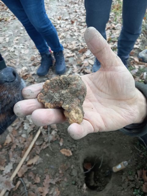 Langhe: Truffle Hunting Experience - Meeting Points, Your Car, and the Quick Follow to the Secret Spots