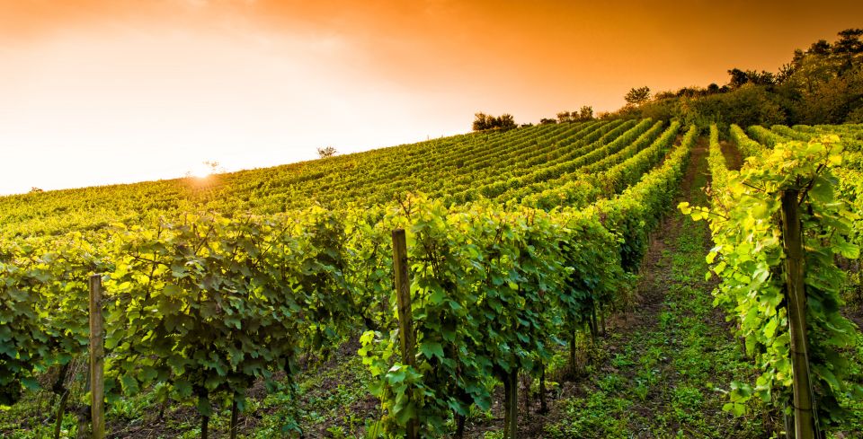 Lucca: Guided E-Bike and Wine Tour - The Food Pairing That Makes It Feel Like a Proper Meal