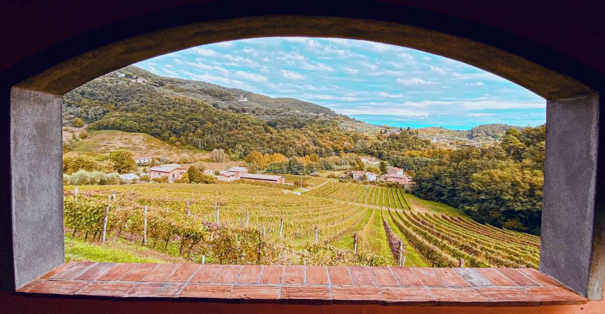 Lucca: Guided Winery Tour with Wine Tasting - Who Should Book This Wine Tasting in Lucca Hills