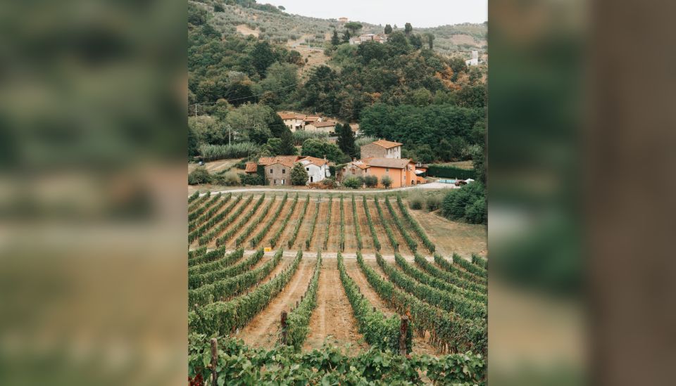 Lucca: Guided Winery Tour with Wine Tasting - Price and Value: Why $29 Feels Fair