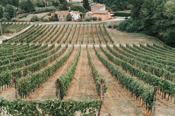 Lucca: Wine Tasting Experience - Tenuta Adamo Winery - In the Cellar: What the Wine-Making Explanation Actually Helps With