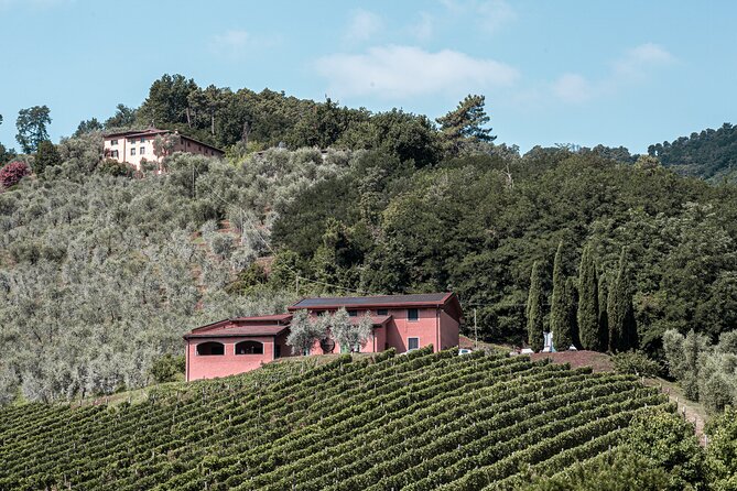 Lucca: Wine Tasting Experience - Tenuta Adamo Winery - English Language and Small-Group Feel: Private Tour, Shared Time Slot