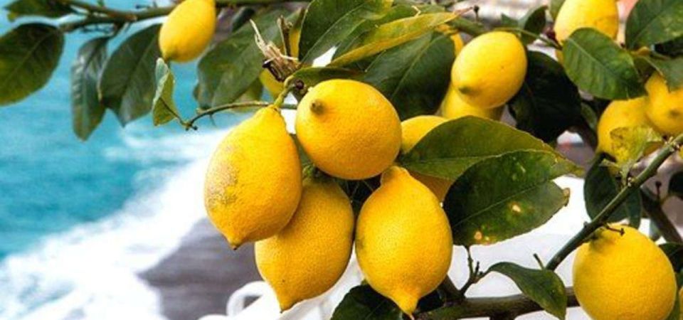 Maiori: Amalfi Coast Path of Lemons Day Trip with Tastings - Key Points to Know Before You Go