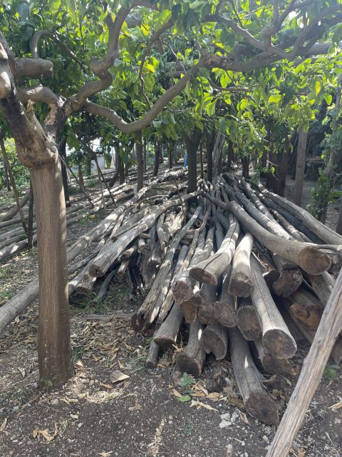 Maiori: Amalfi Coast Path of Lemons Day Trip with Tastings - Price and Value: Is $59 Fair for 2.5 Hours?