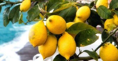 Maiori: Amalfi Coast Path of Lemons Day Trip with Tastings - Meeting Point and Pacing: Where You Start and How the Walk Feels