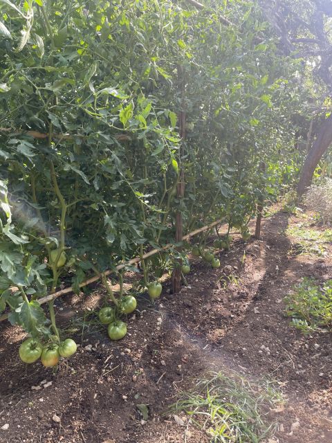 Maiori: Amalfi Coast Path of Lemons Day Trip with Tastings - The Finish in Minori: Santa Trofimena and Main Plaza Freedom